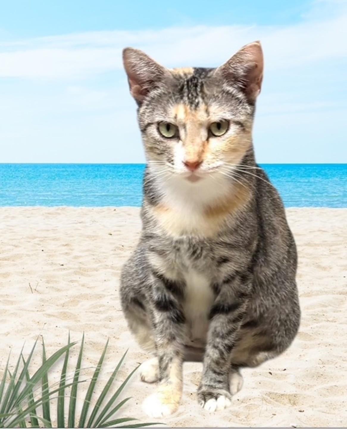 Enlarge Poppy, a Adoptable Calico in DELRAY Beach, FL image 1/2