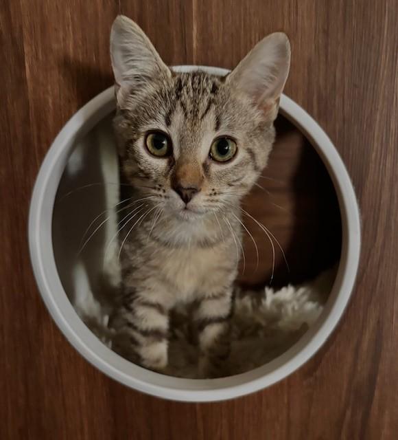 Jinga, Adoptable, Kitten Female Domestic Short Hair.