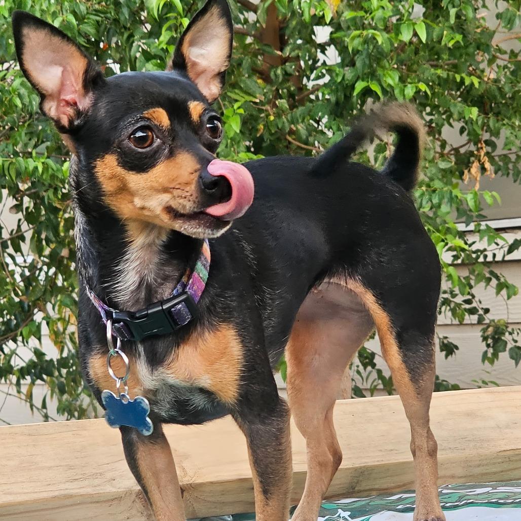 Juggalo (Juggy), Adoptable, Senior Female Chihuahua & Chihuahua.