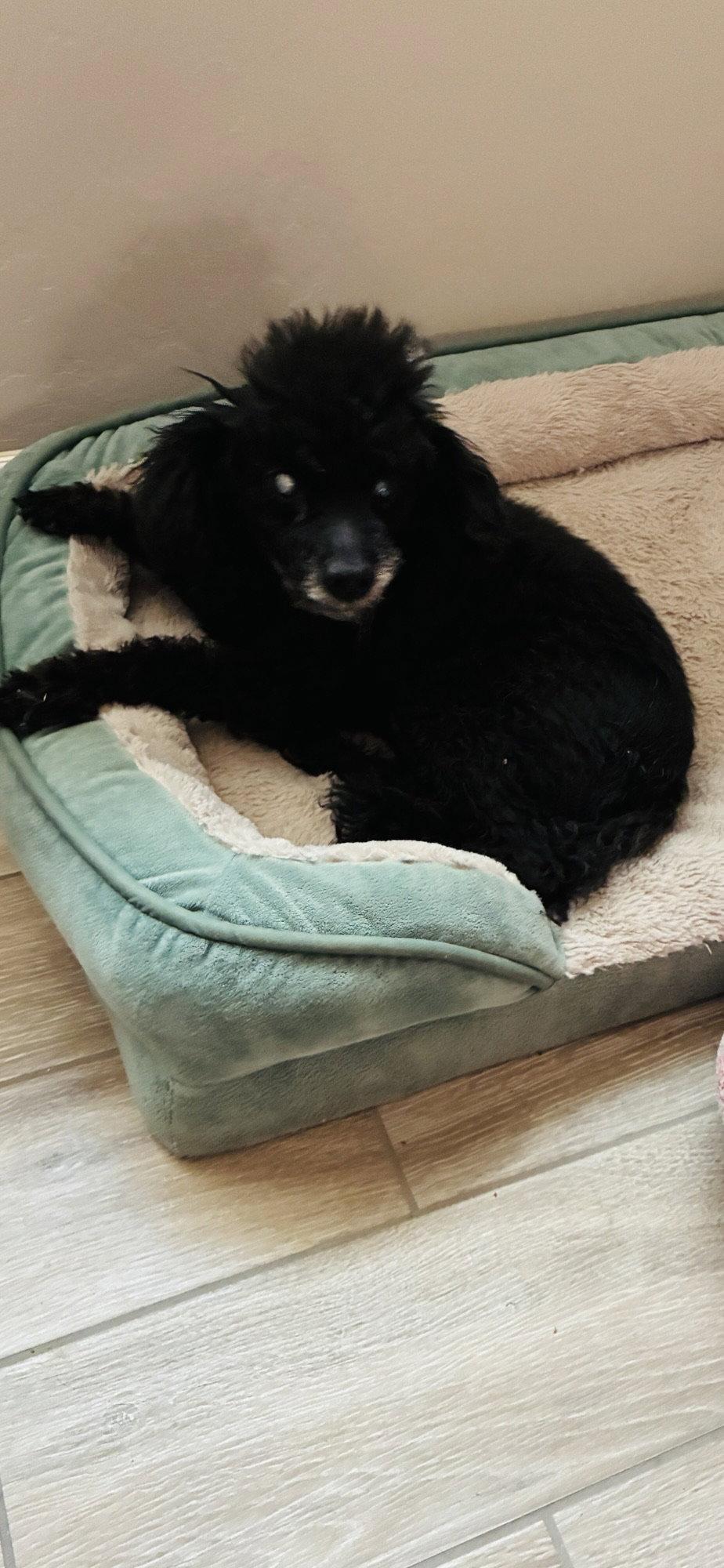 Enlarge Moon Pie, a Adopted Poodle in Tucson, AZ image 1/3