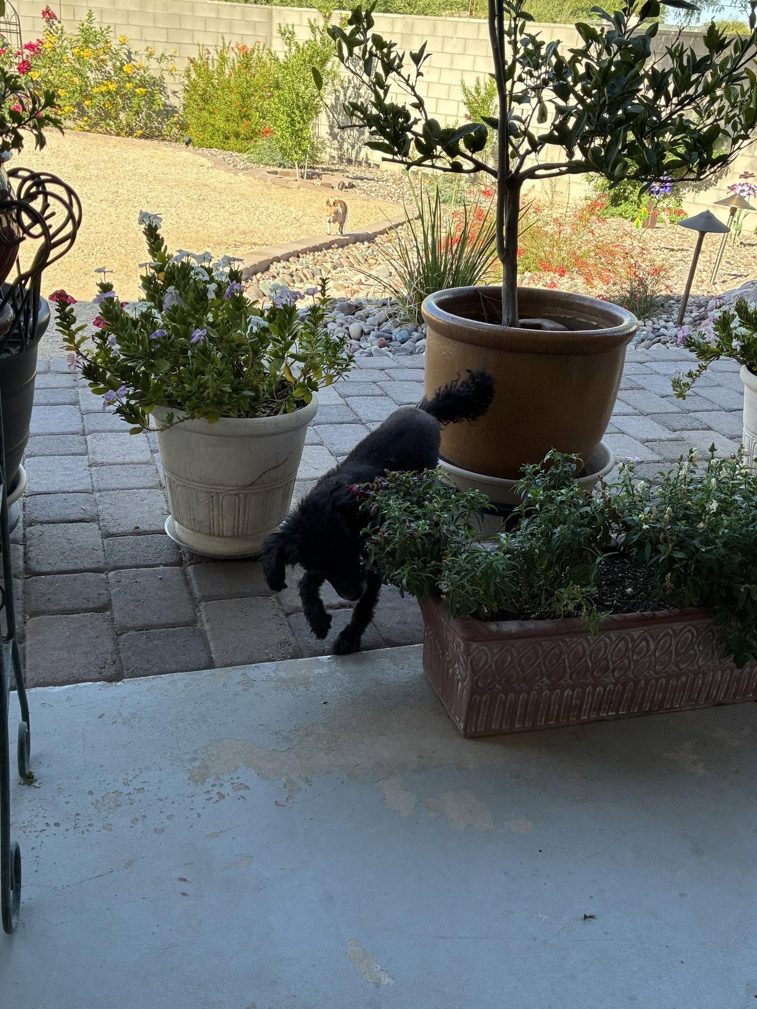 Enlarge Moon Pie, a Adopted Poodle in Tucson, AZ image 2/3