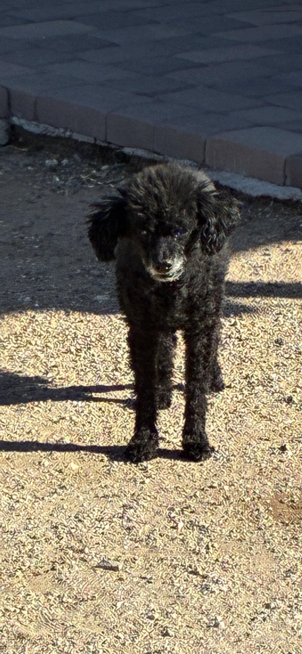 Enlarge Moon Pie, a Adopted Poodle in Tucson, AZ image 3/3