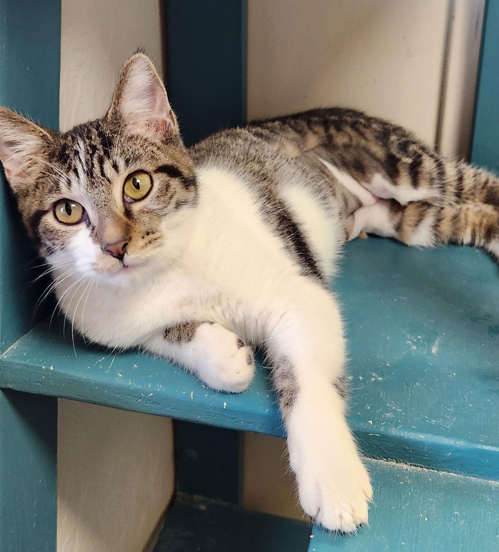 Dory, Adopted, Young Female American Shorthair.