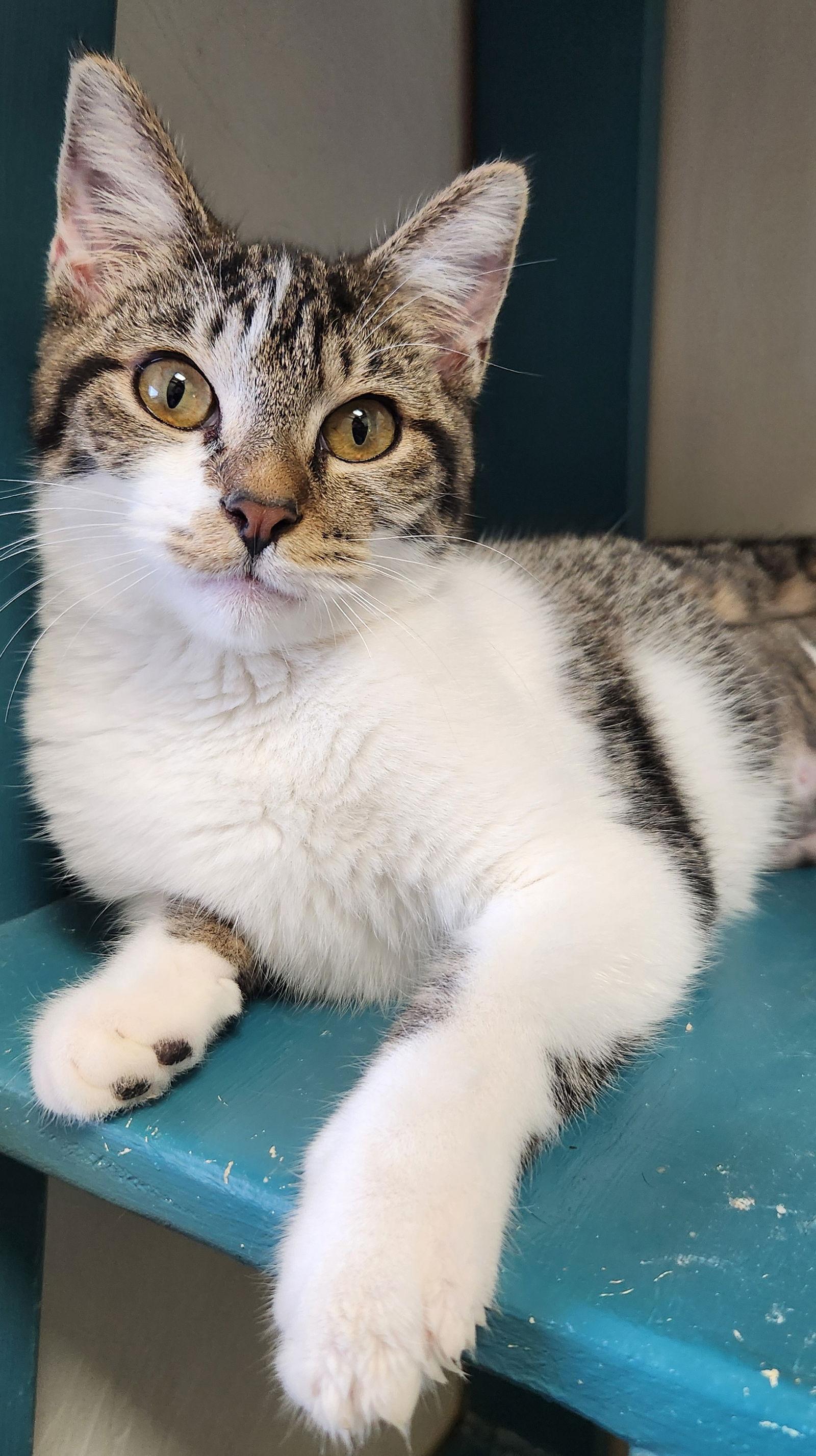 Enlarge Dory, a Adopted American Shorthair in Clinton, OK image 2/3