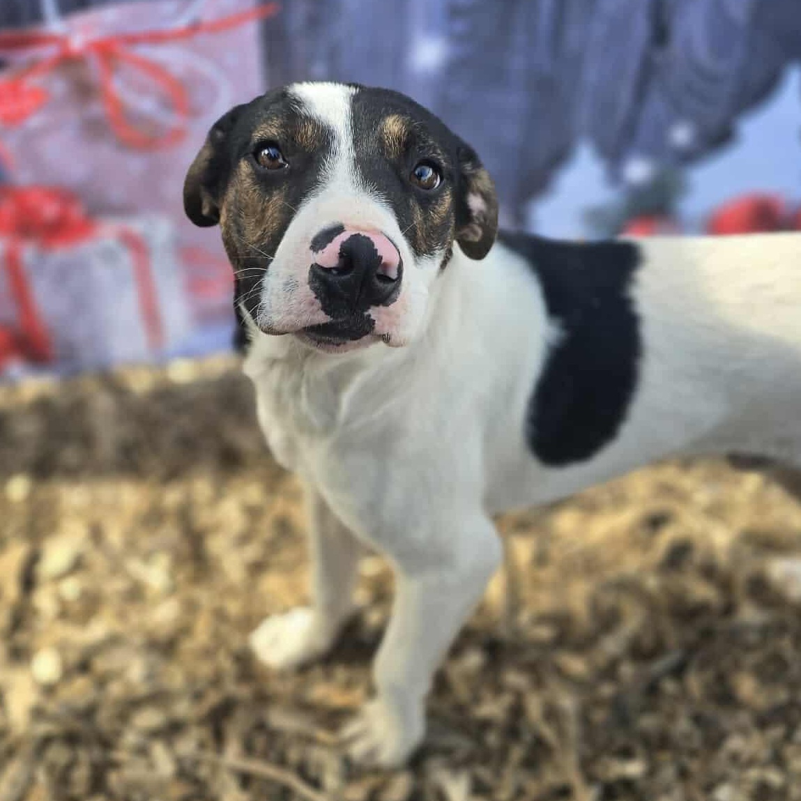 Grumpy, adopted, Young Male Mixed Breed.