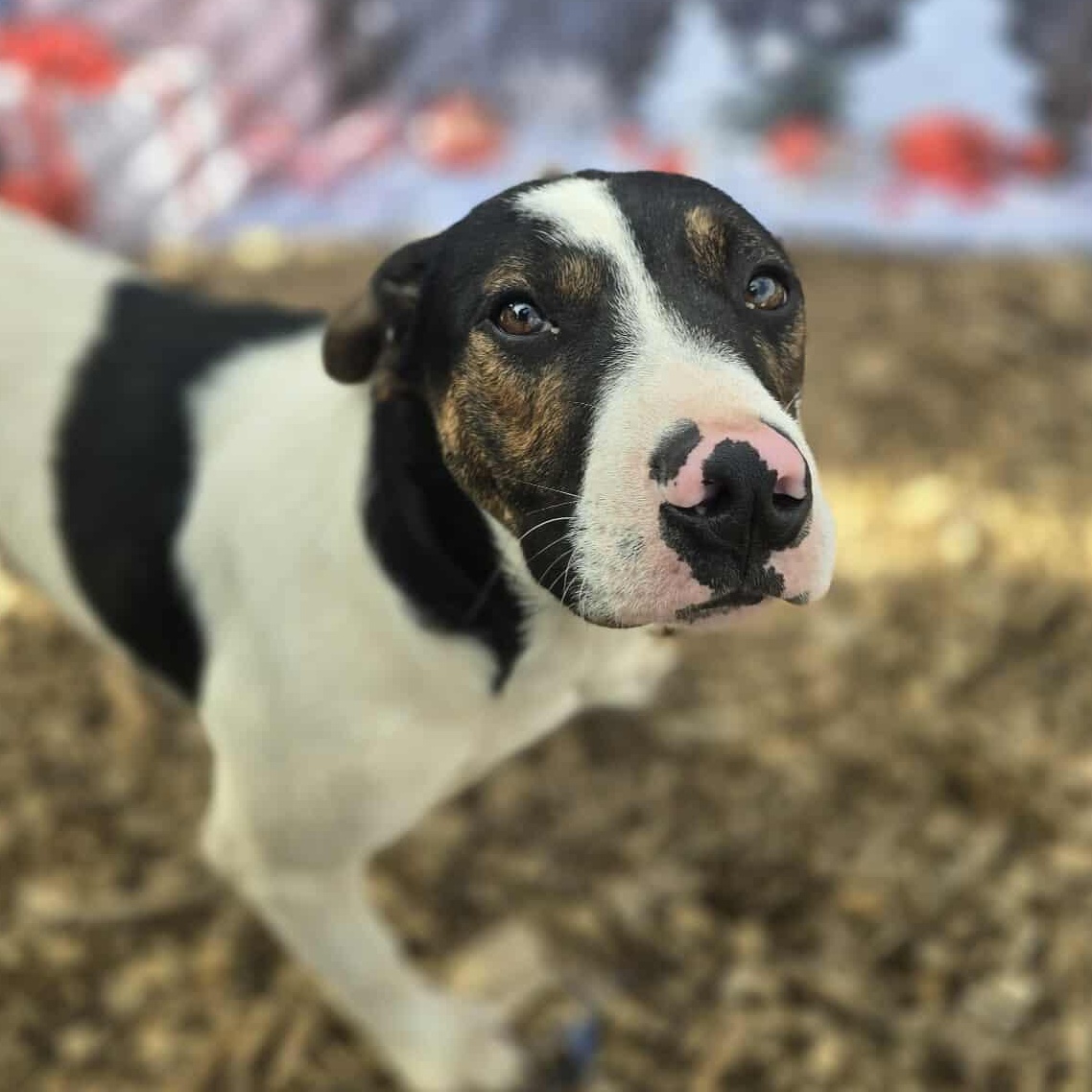 Enlarge Grumpy, an adopted Mixed Breed in New Braunfels, TX image 2/6