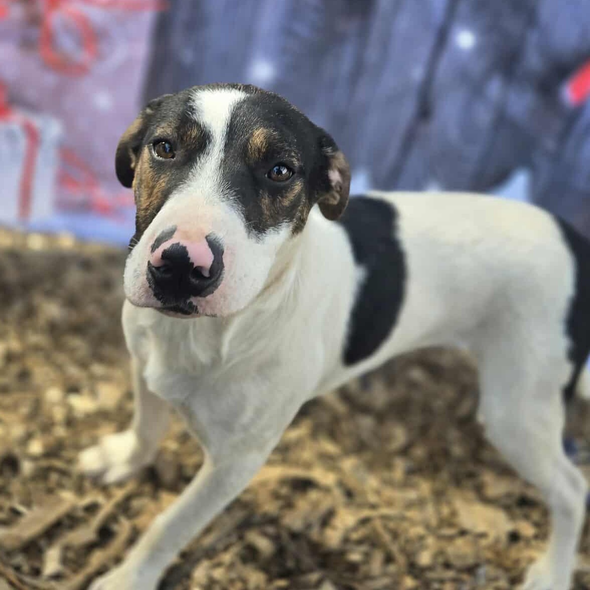 Enlarge Grumpy, an adopted Mixed Breed in New Braunfels, TX image 3/6