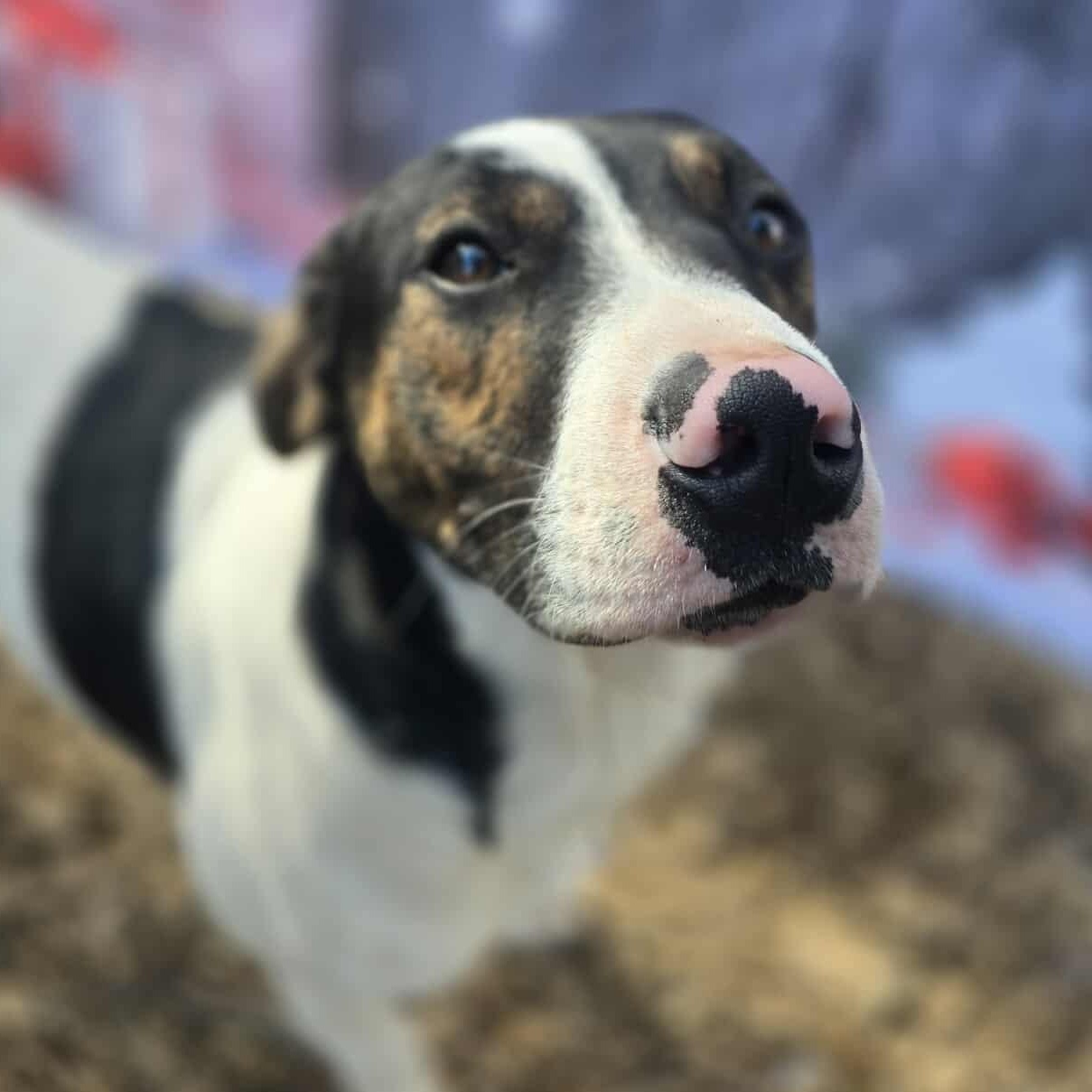 Enlarge Grumpy, an adopted Mixed Breed in New Braunfels, TX image 4/6