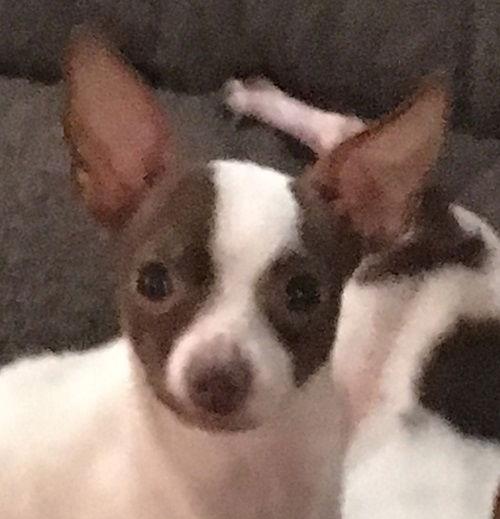 Enlarge Princess, a Adoptable Chihuahua in Lutherville, MD image 1/3