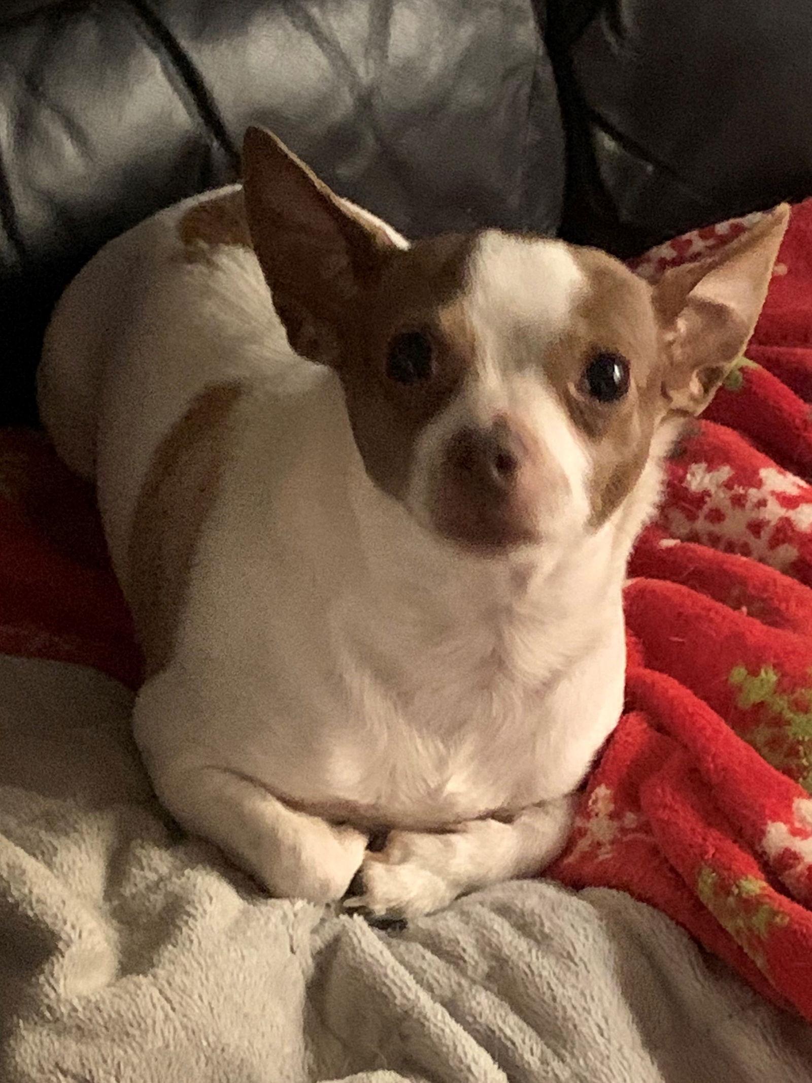 Enlarge Princess, a Adoptable Chihuahua in Lutherville, MD image 2/3