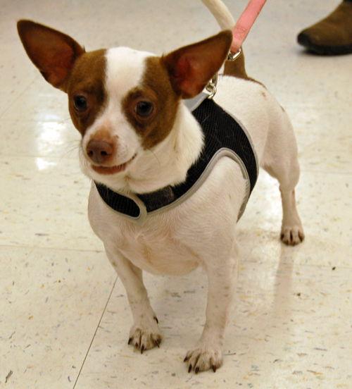 Enlarge Princess, a Adoptable Chihuahua in Lutherville, MD image 3/3
