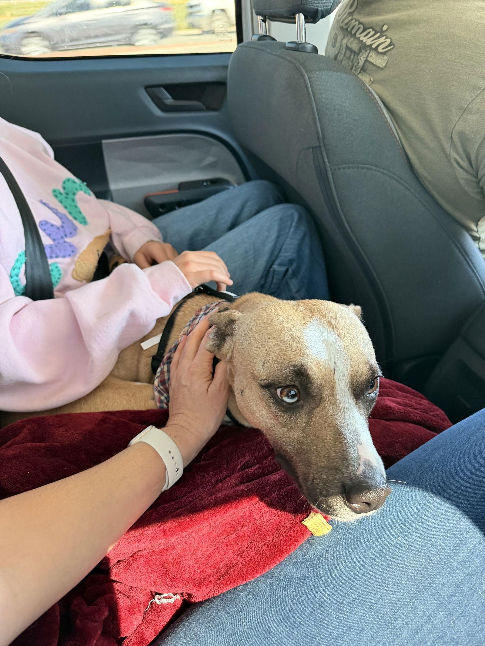 Angel Baby, Adoptable, Young Female Catahoula Leopard Dog.