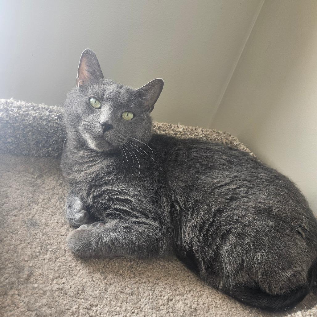 Enlarge Bronson, a Adoptable Domestic Short Hair in Detroit Lakes, MN image 1/6