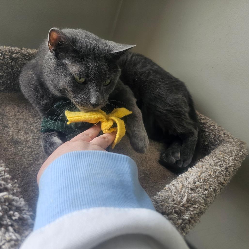 Enlarge Bronson, a Adoptable Domestic Short Hair in Detroit Lakes, MN image 2/6