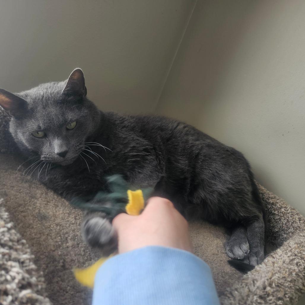 Enlarge Bronson, a Adoptable Domestic Short Hair in Detroit Lakes, MN image 3/6