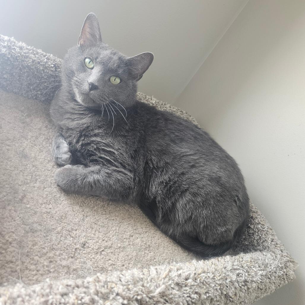 Enlarge Bronson, a Adoptable Domestic Short Hair in Detroit Lakes, MN image 4/6