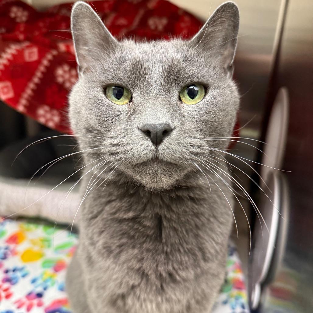 Bronson, Adoptable, Senior Male Domestic Short Hair.