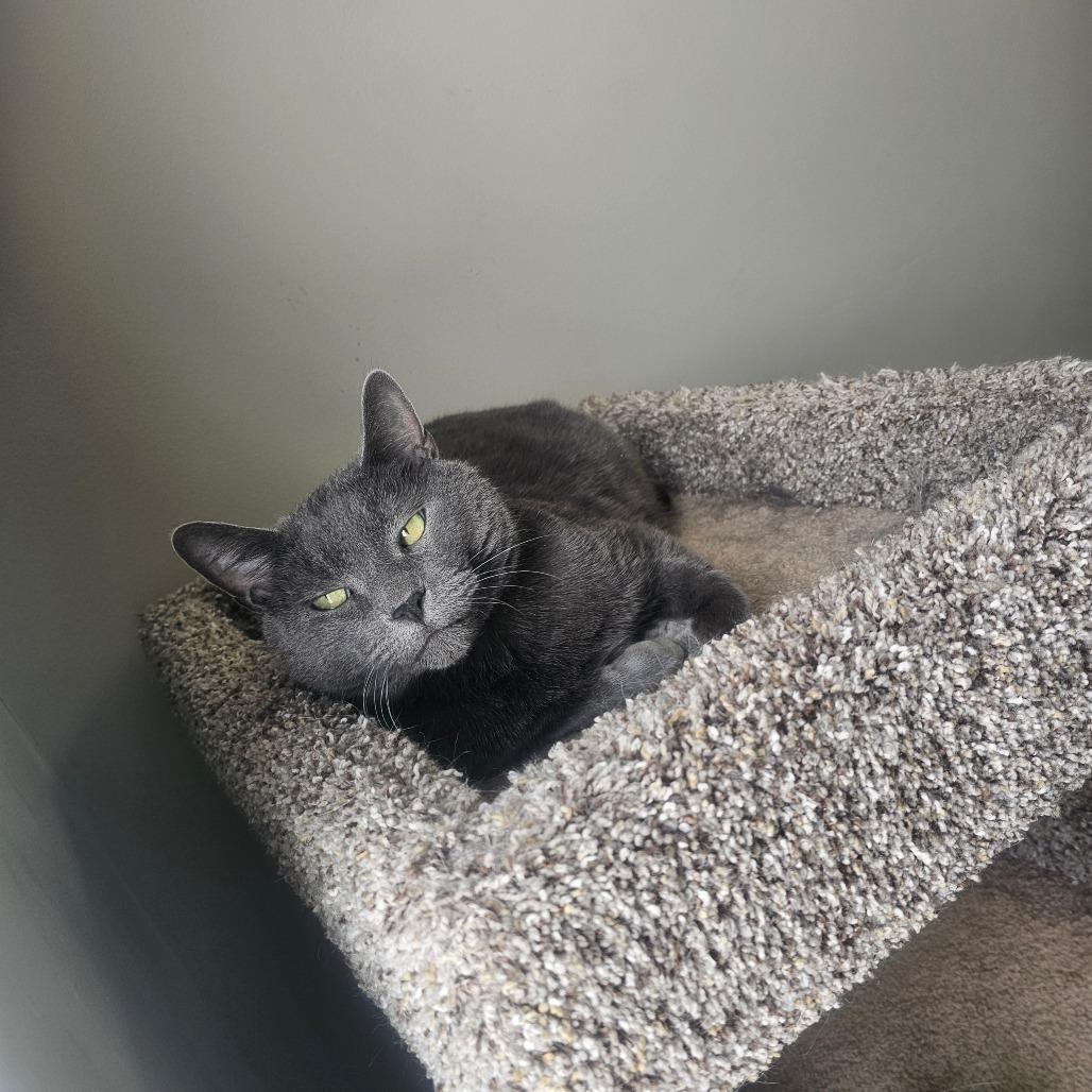 Enlarge Bronson, a Adoptable Domestic Short Hair in Detroit Lakes, MN image 6/6