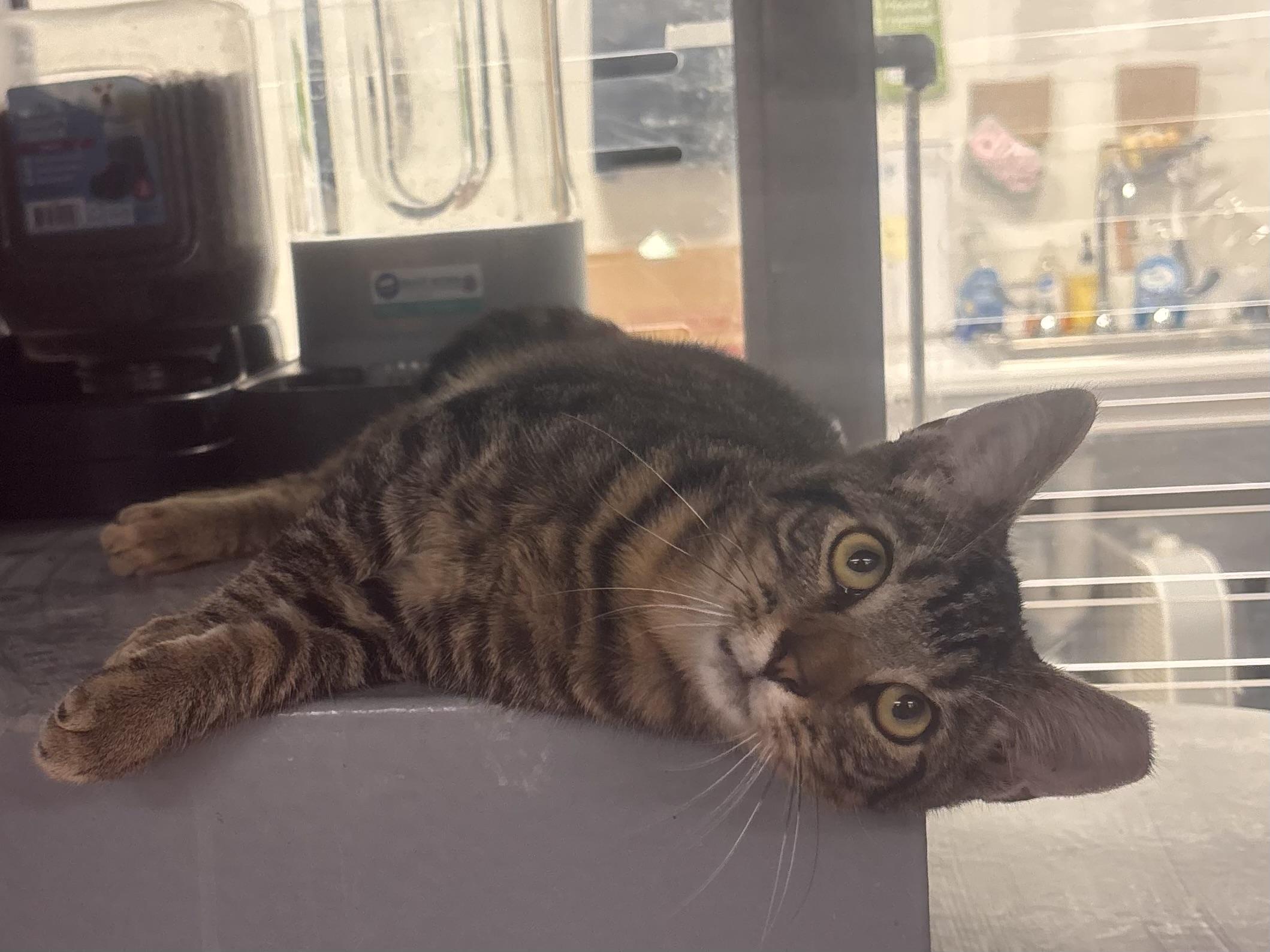 Fletcher, Adopted, Kitten Male American Shorthair.