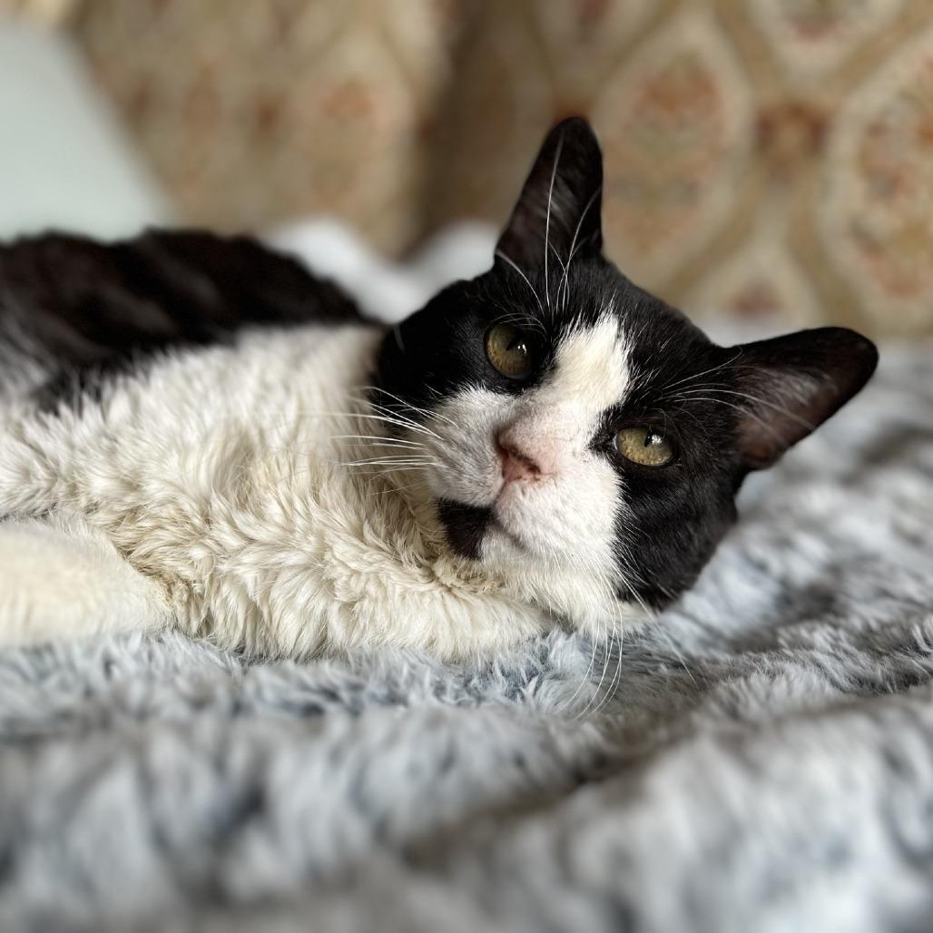 Mixer, Adoptable, Senior Male Domestic Short Hair.