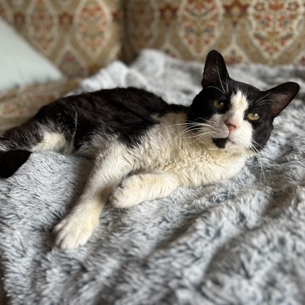 Enlarge Mixer, a Adoptable mixed breed in Indianapolis, IN image 2/3