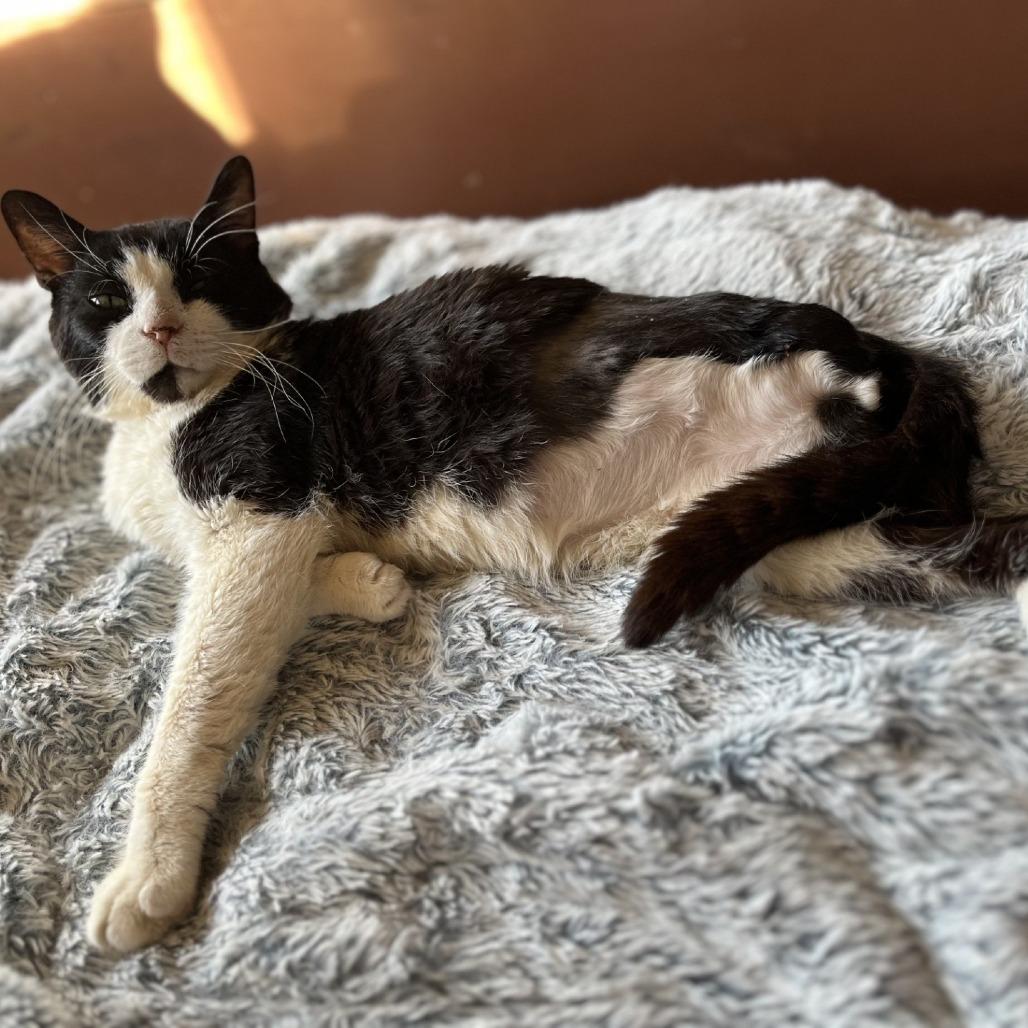 Enlarge Mixer, a Adoptable mixed breed in Indianapolis, IN image 3/3