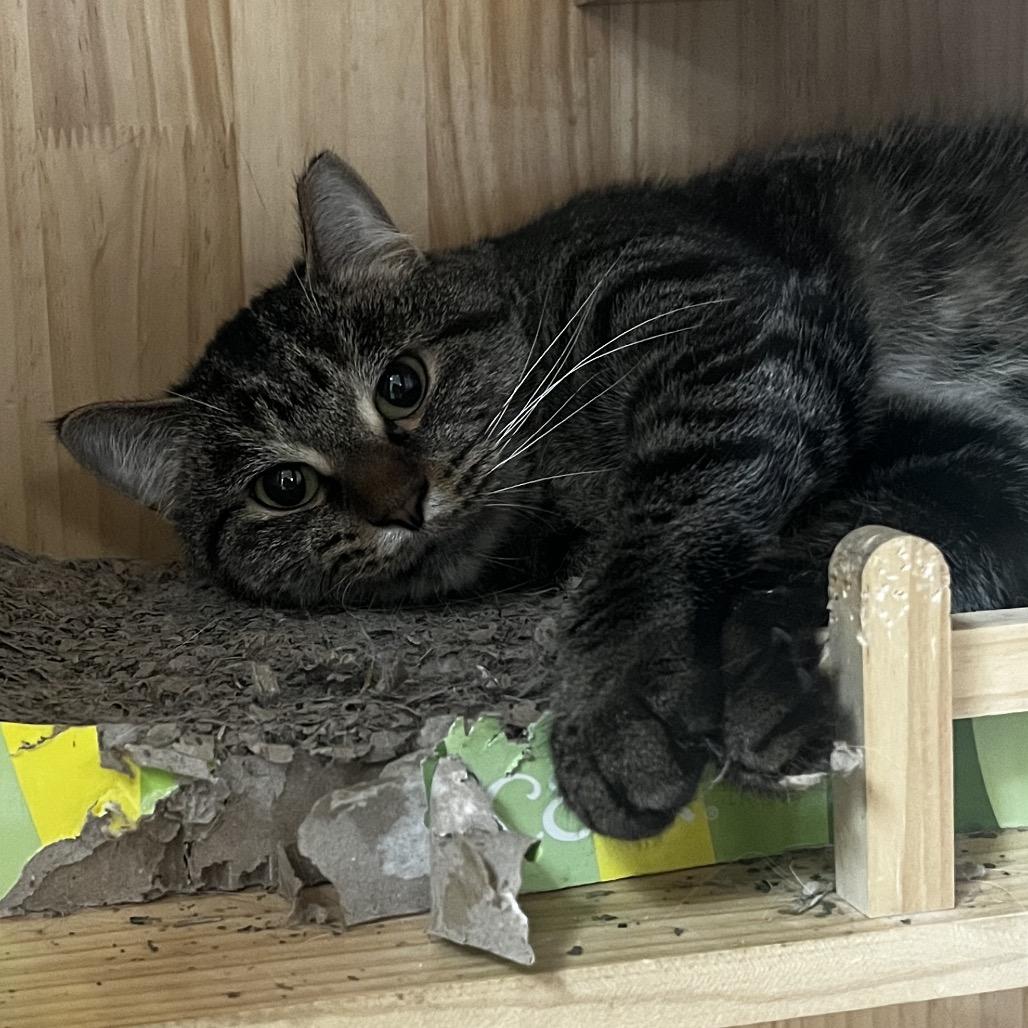 Enlarge Lola, a Adoptable Domestic Short Hair in Yucca Valley, CA image 1/5