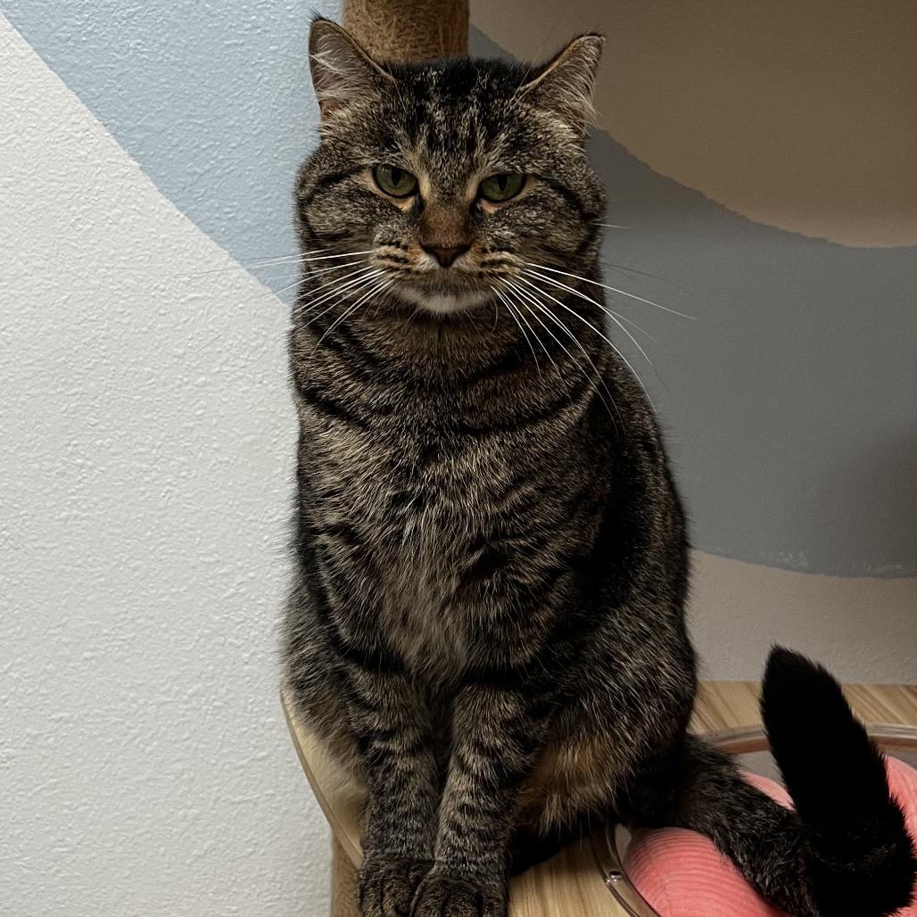 Enlarge Lola, a Adoptable Domestic Short Hair in Yucca Valley, CA image 2/5