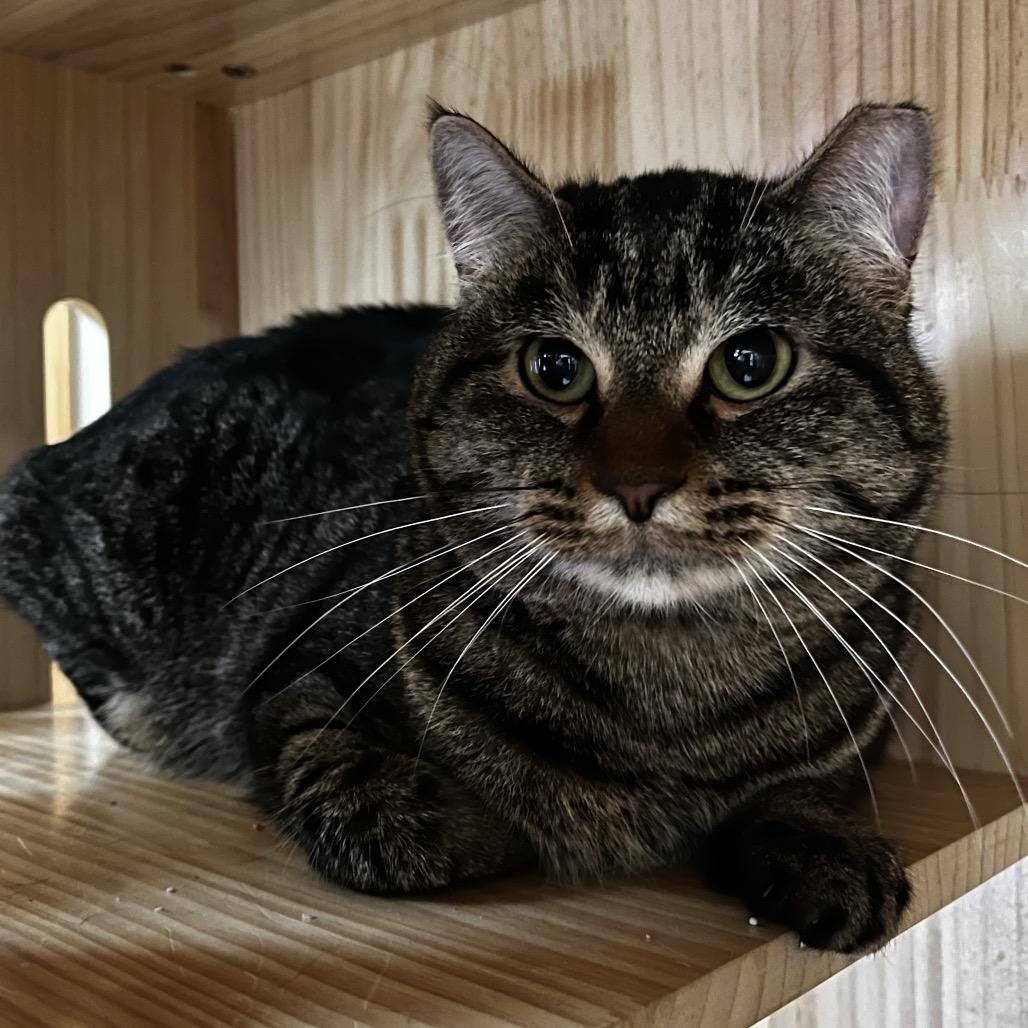 Enlarge Lola, a Adoptable Domestic Short Hair in Yucca Valley, CA image 3/5