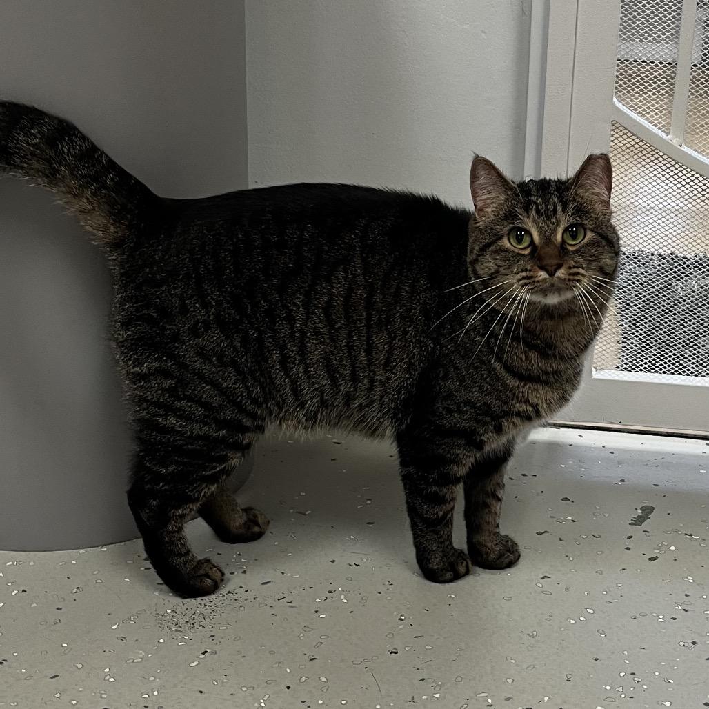 Enlarge Lola, a Adoptable Domestic Short Hair in Yucca Valley, CA image 4/5