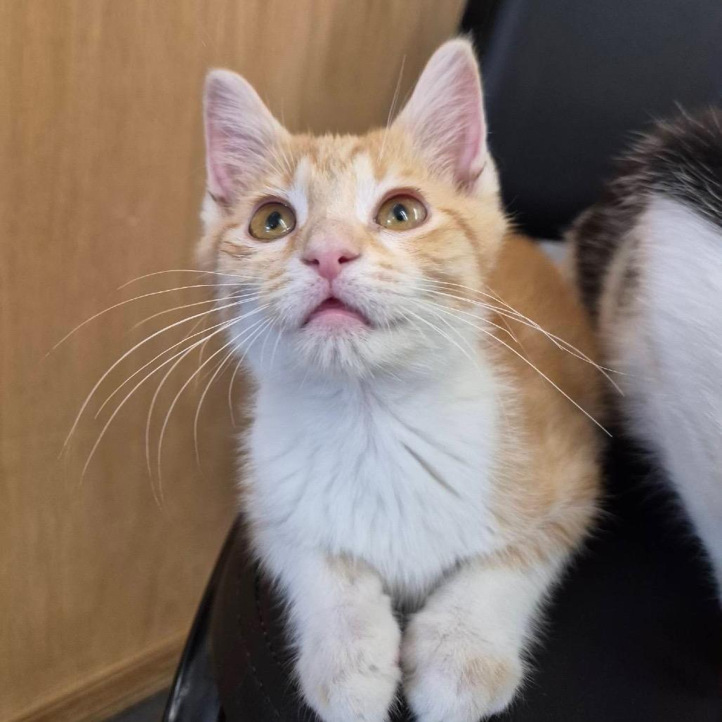 Ferdinand, a Adoptable Domestic Short Hair in Lexington, KY image 1/6