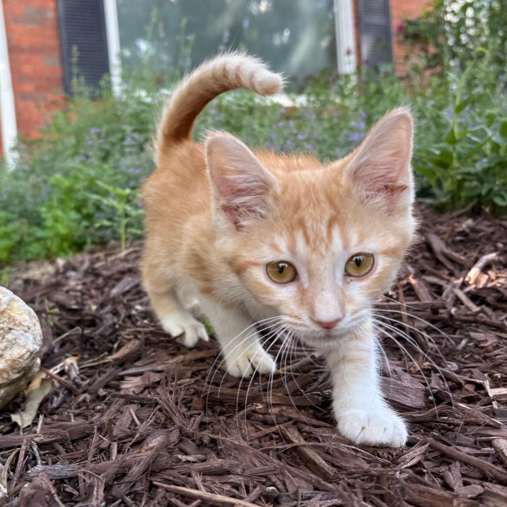 Ferdinand, a Adoptable Domestic Short Hair in Lexington, KY image 2/6