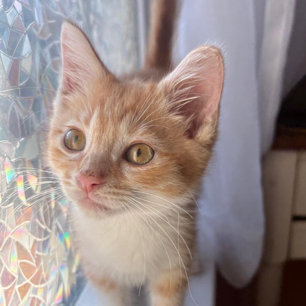Ferdinand, Adoptable, Kitten Male Domestic Short Hair.