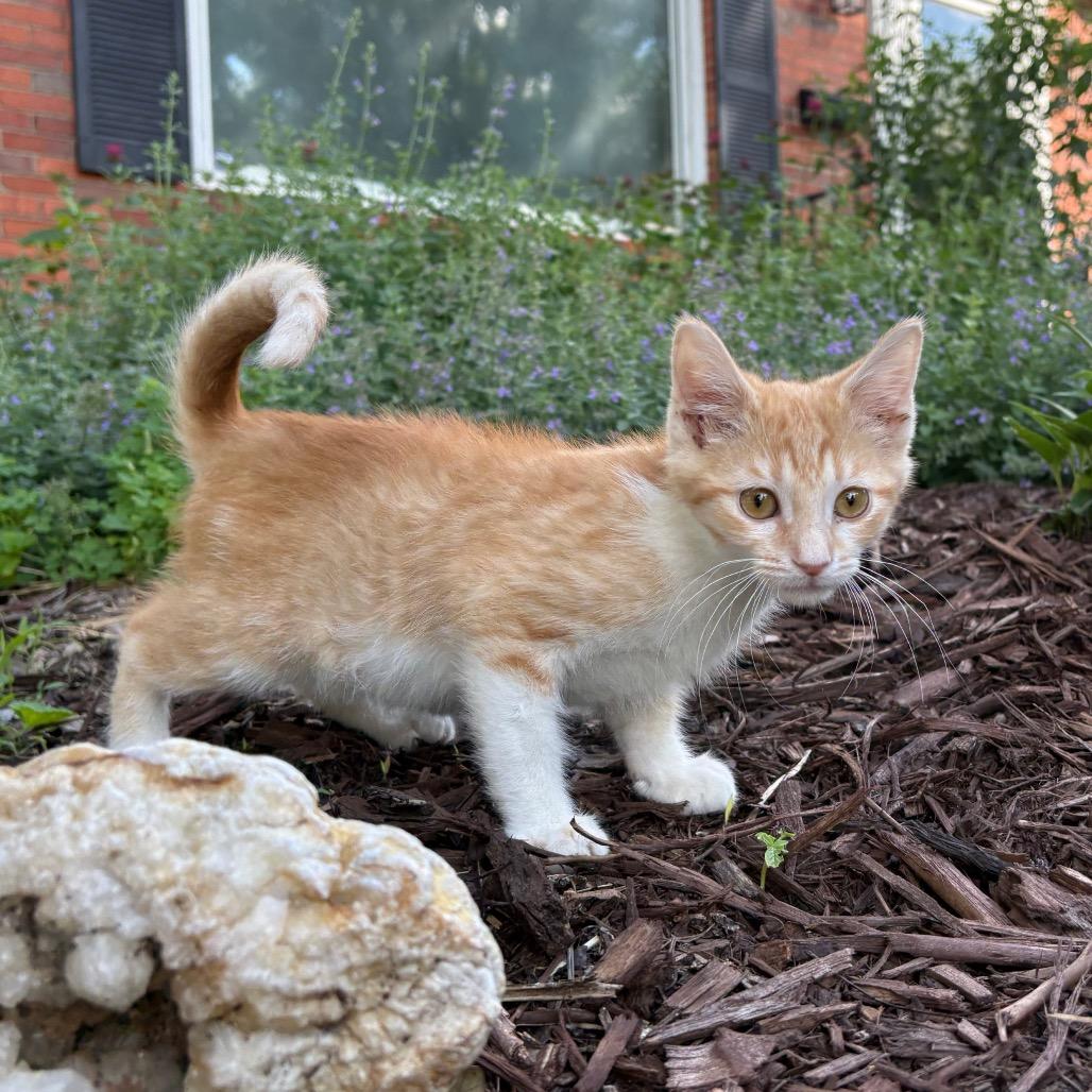Ferdinand, a Adoptable Domestic Short Hair in Lexington, KY image 4/6