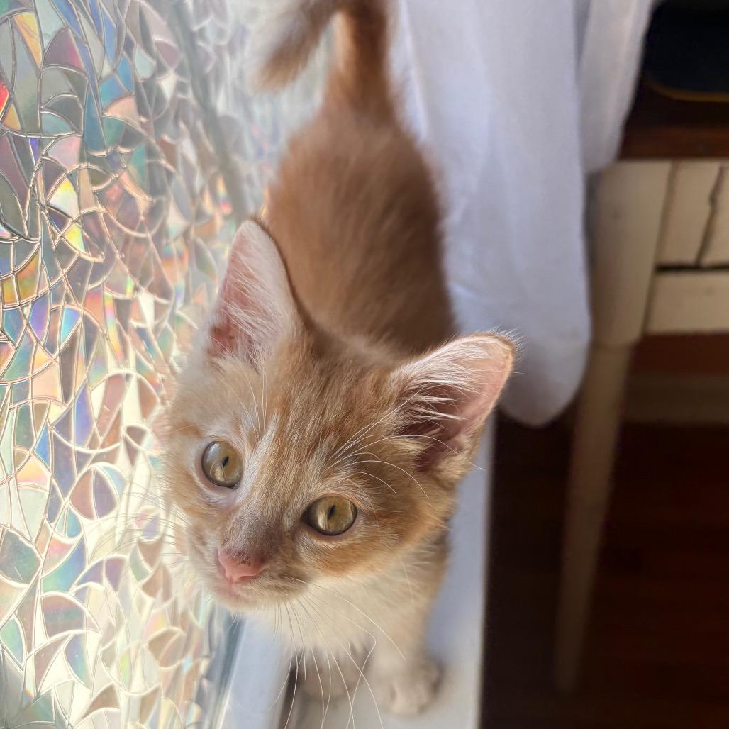 Ferdinand, a Adoptable Domestic Short Hair in Lexington, KY image 5/6