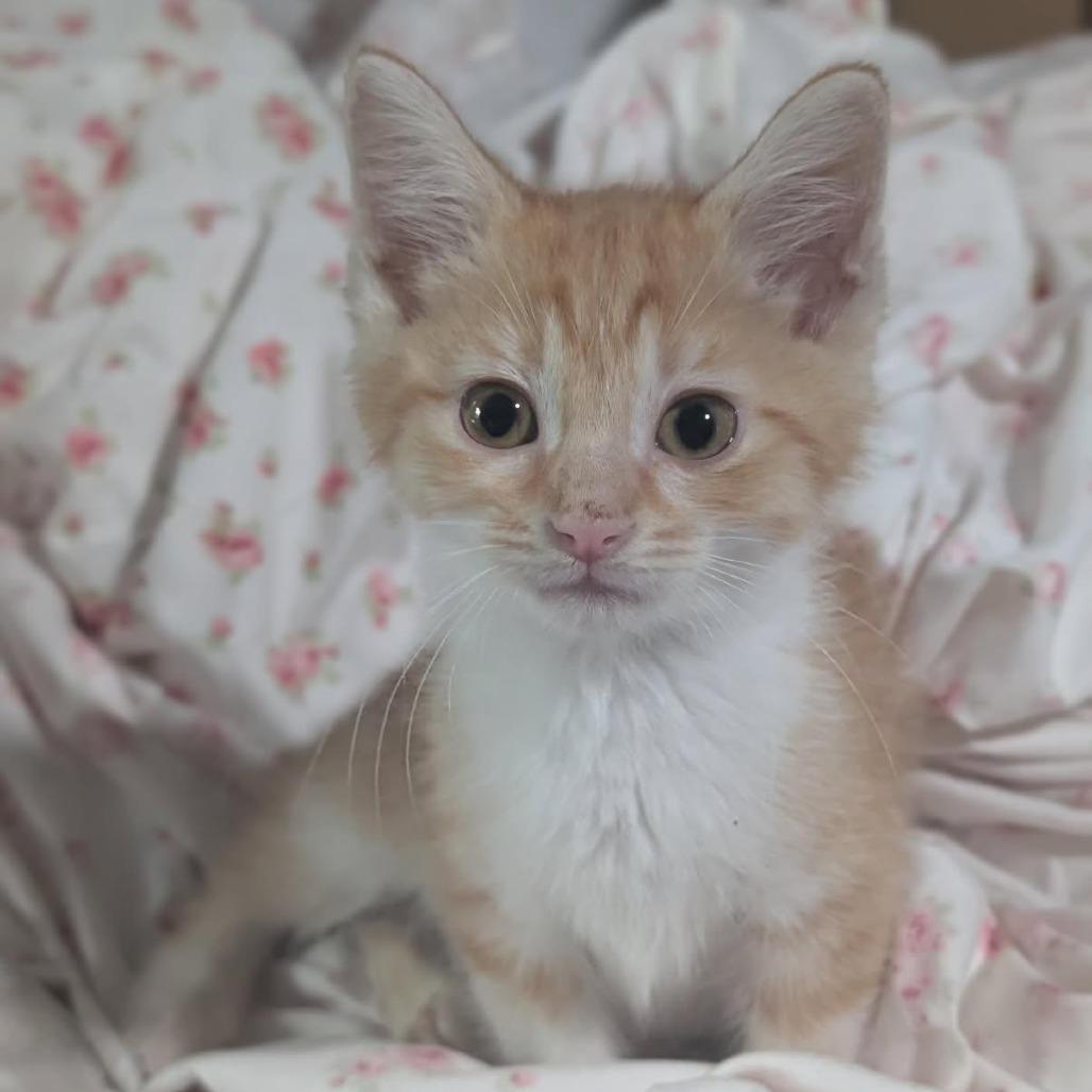 Ferdinand, a Adoptable Domestic Short Hair in Lexington, KY image 6/6