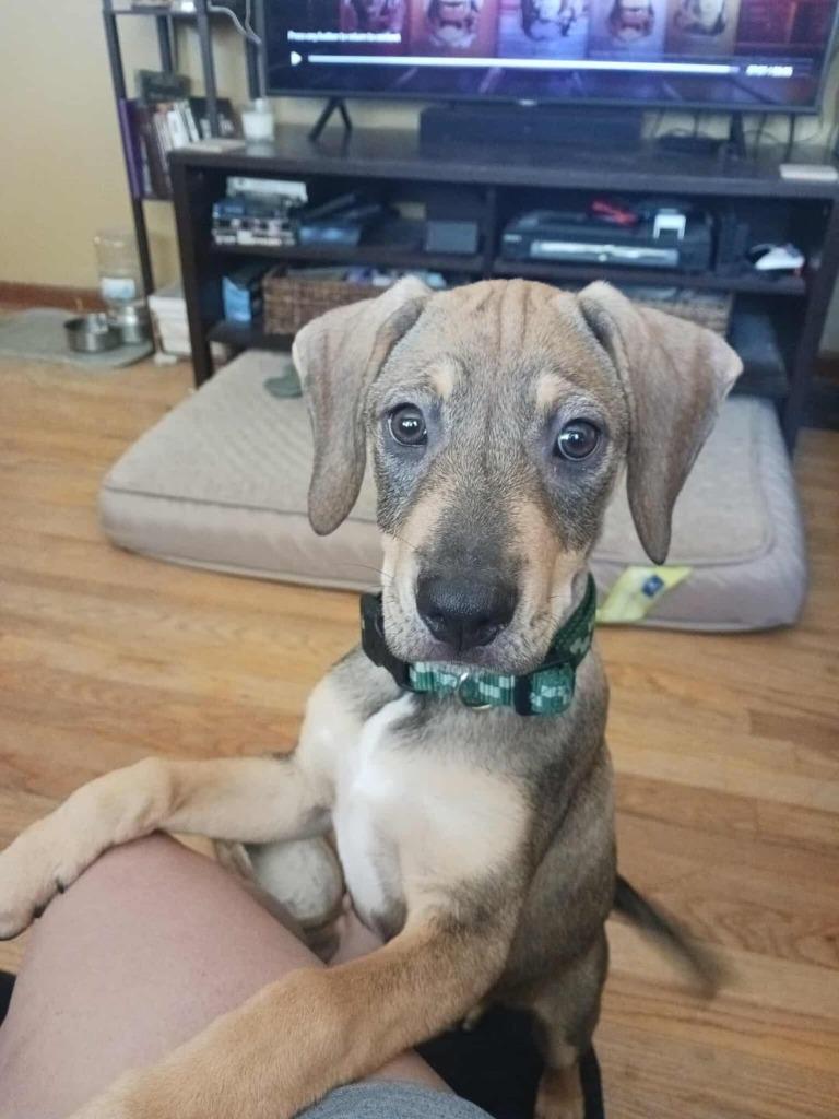 Enlarge Herbie, a Adoptable mixed breed in Rockford, IL image 1/4