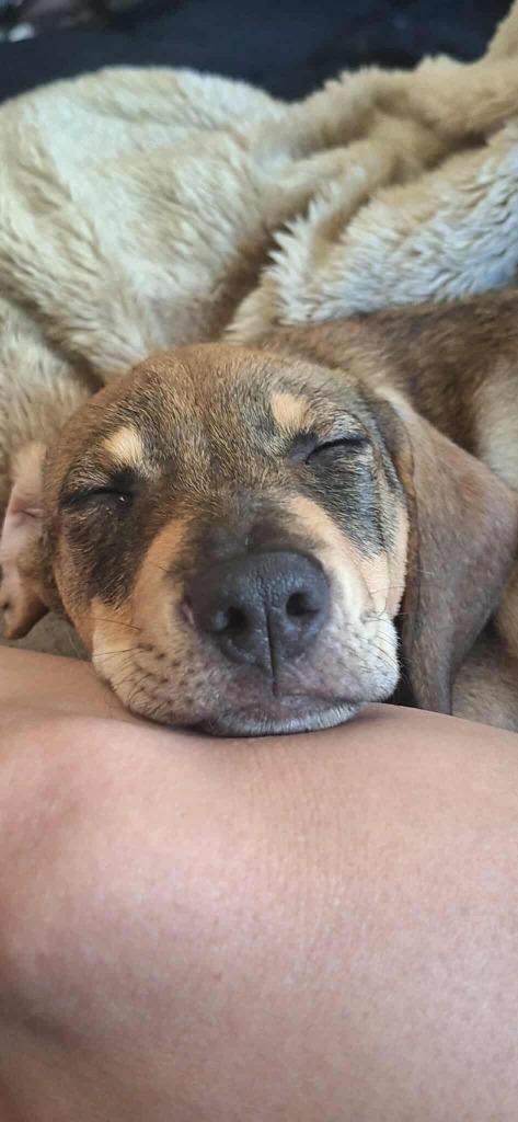 Enlarge Herbie, a Adoptable mixed breed in Rockford, IL image 2/4