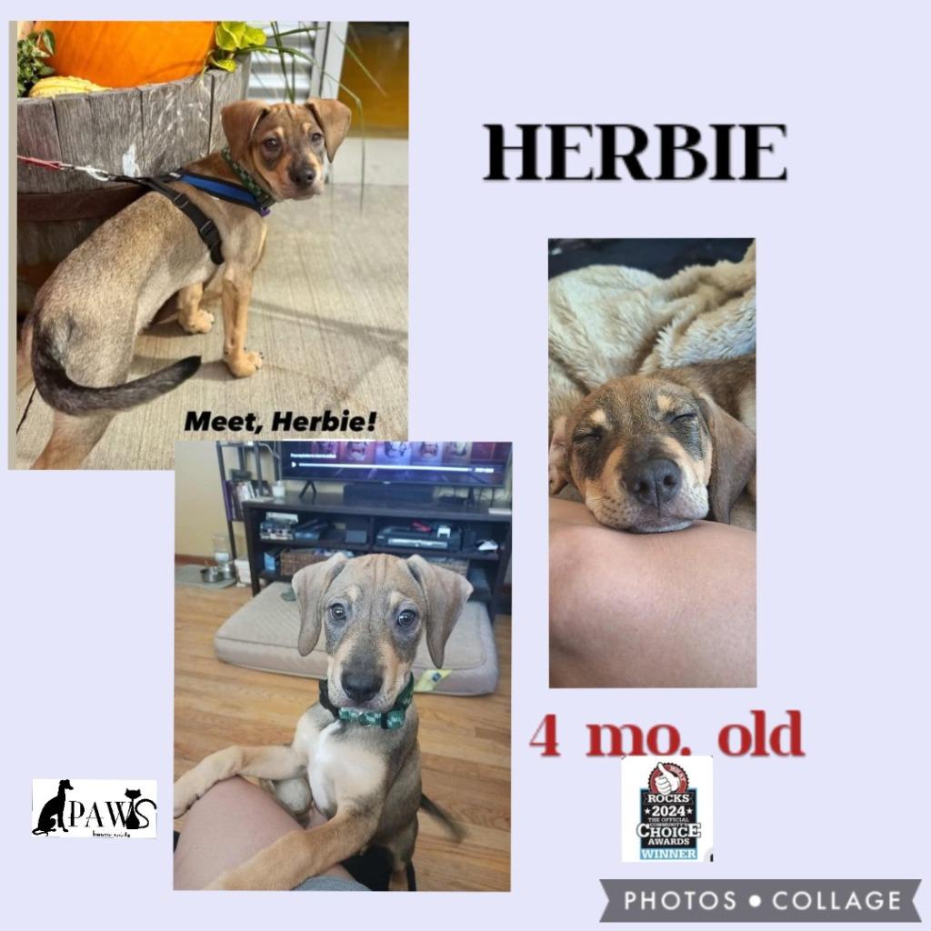 Enlarge Herbie, a Adoptable mixed breed in Rockford, IL image 3/4
