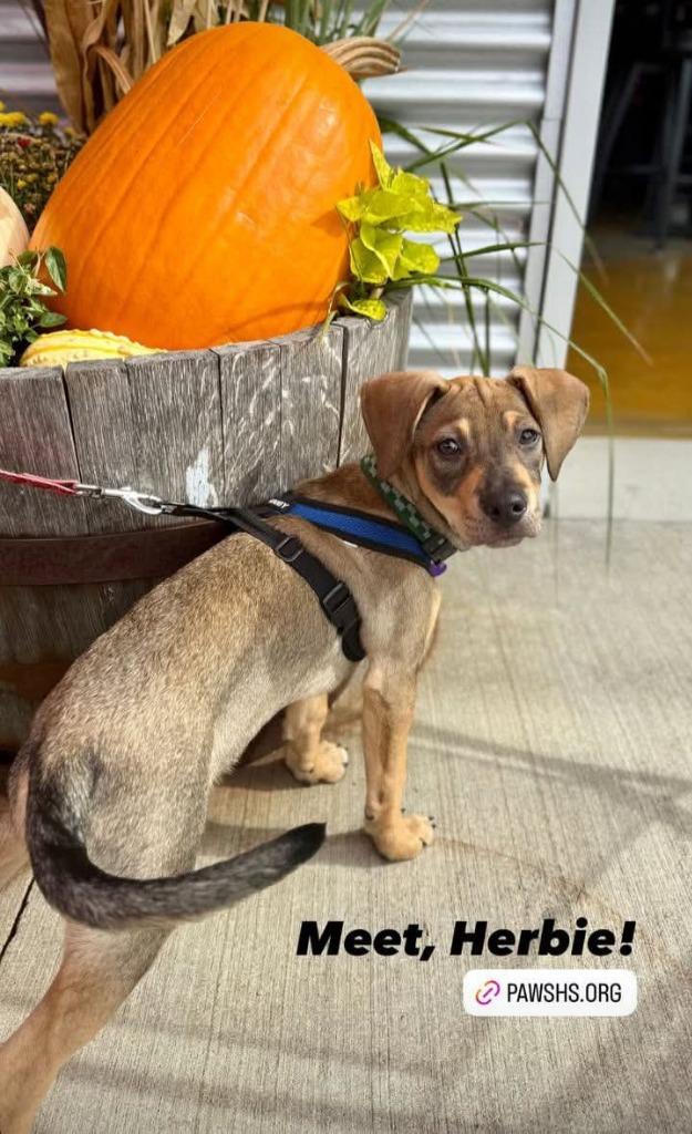 Enlarge Herbie, a Adoptable mixed breed in Rockford, IL image 4/4