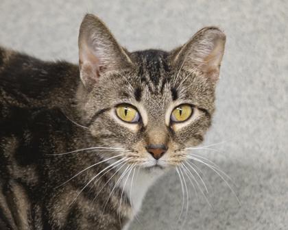 Enlarge Apple, a Adoptable Domestic Short Hair in West Seneca, NY image 1/2