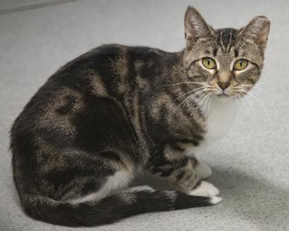 Enlarge Apple, a Adoptable Domestic Short Hair in West Seneca, NY image 2/2