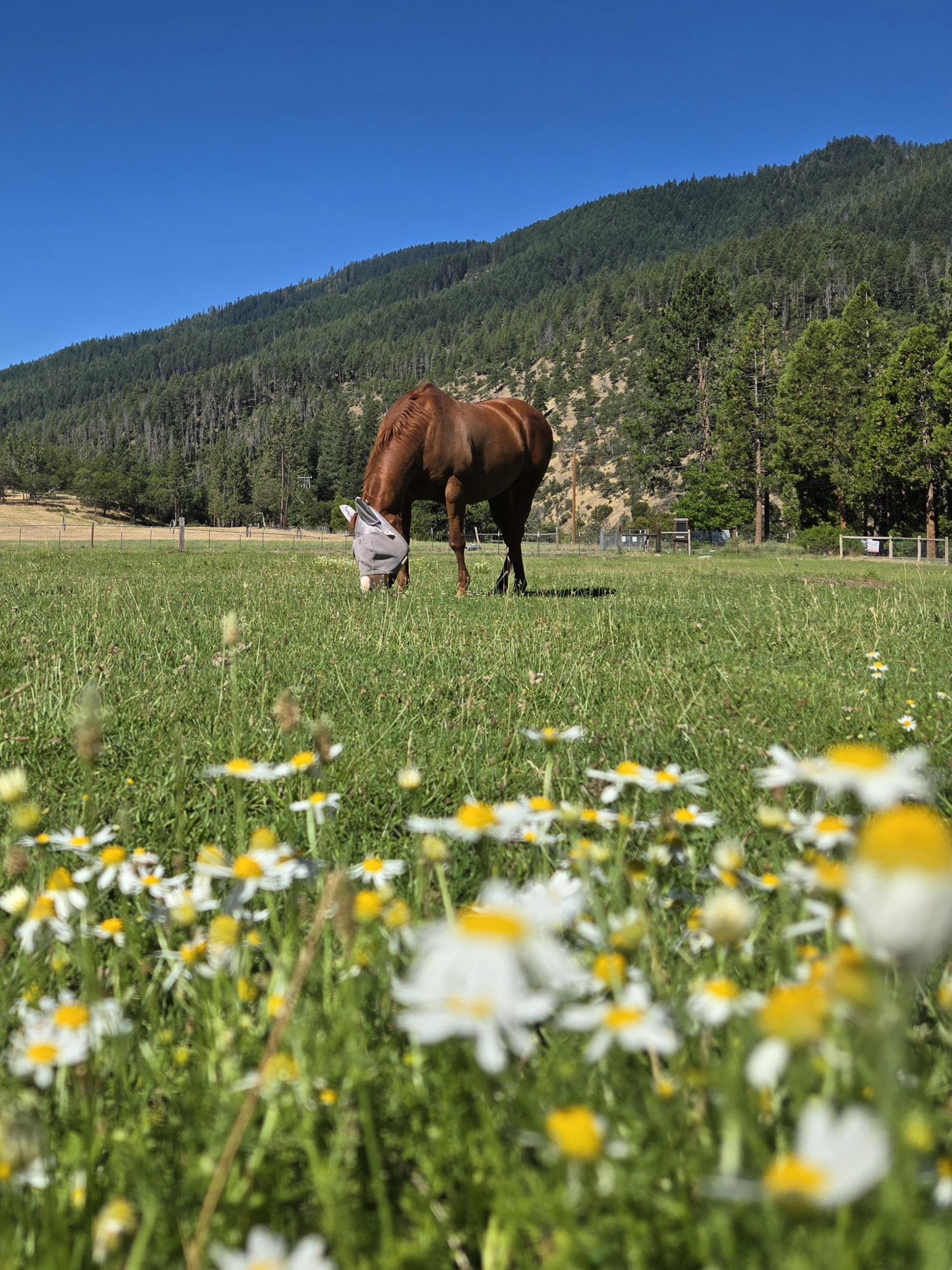 Enlarge Doty, a Adoptable Quarterhorse in Jacksonville, OR image 4/4