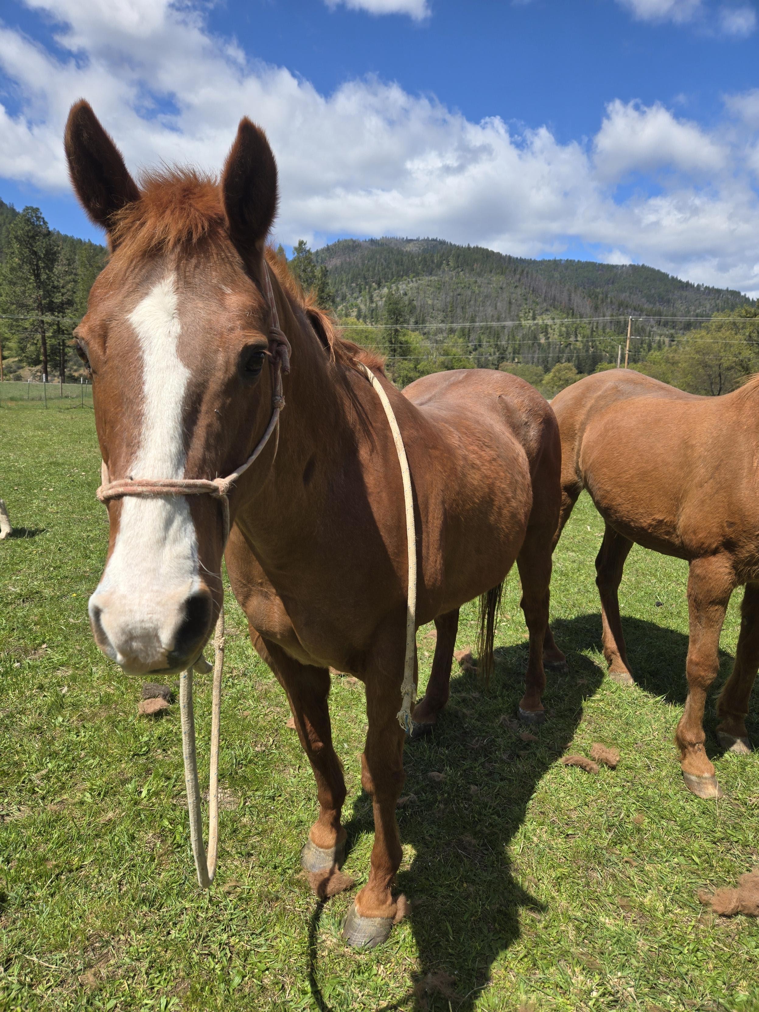 Doty, Adoptable, Senior Female Quarterhorse.