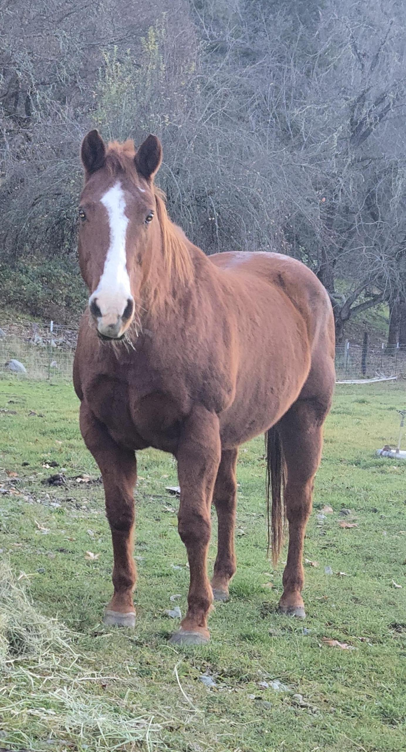 Enlarge Doty, a Adoptable Quarterhorse in Jacksonville, OR image 2/4