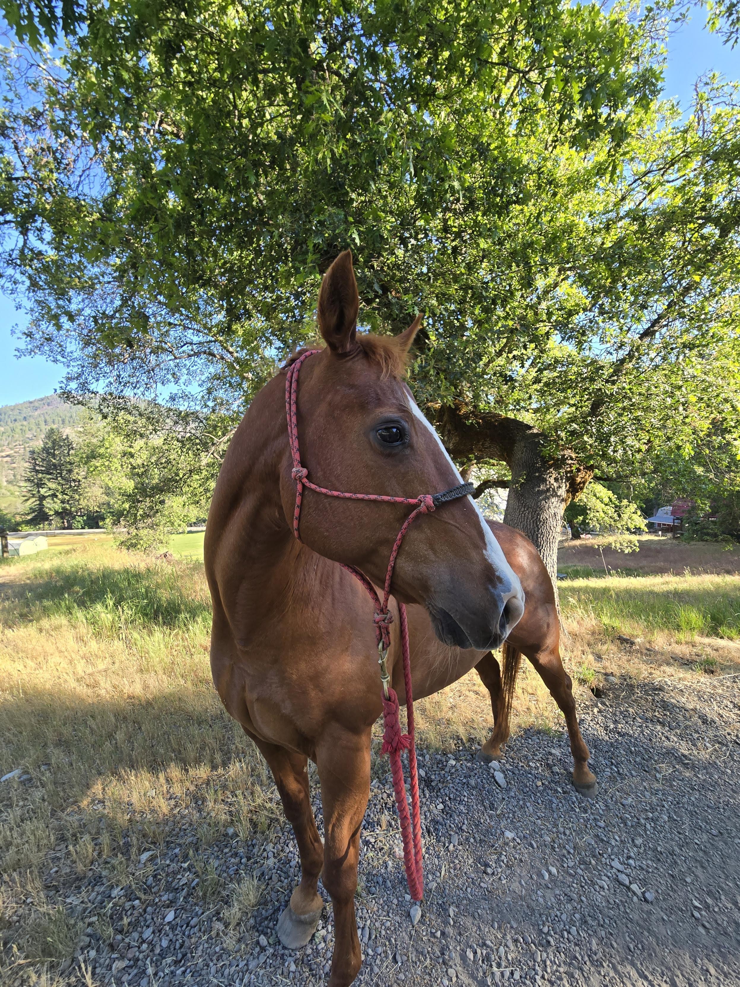 Enlarge Doty, a Adoptable Quarterhorse in Jacksonville, OR image 3/4