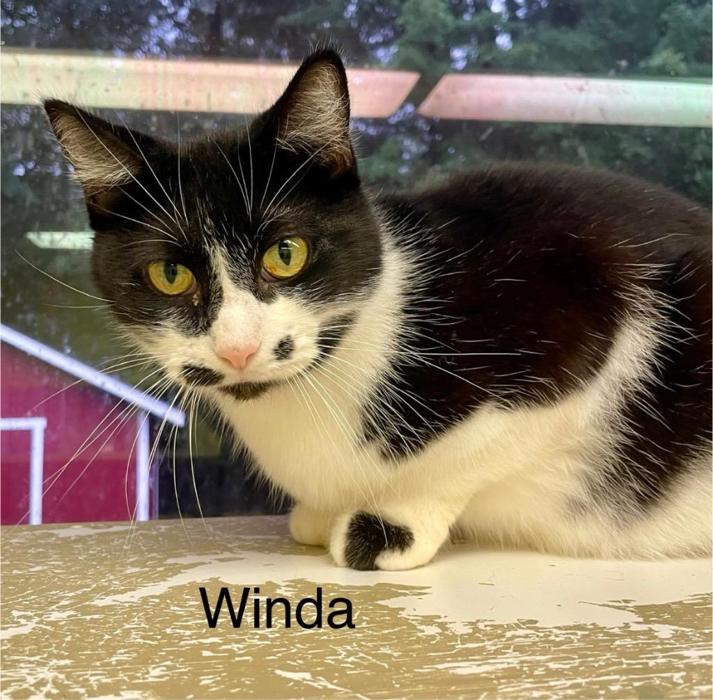 WINDA, Adoptable, Adult Female Domestic Short Hair.