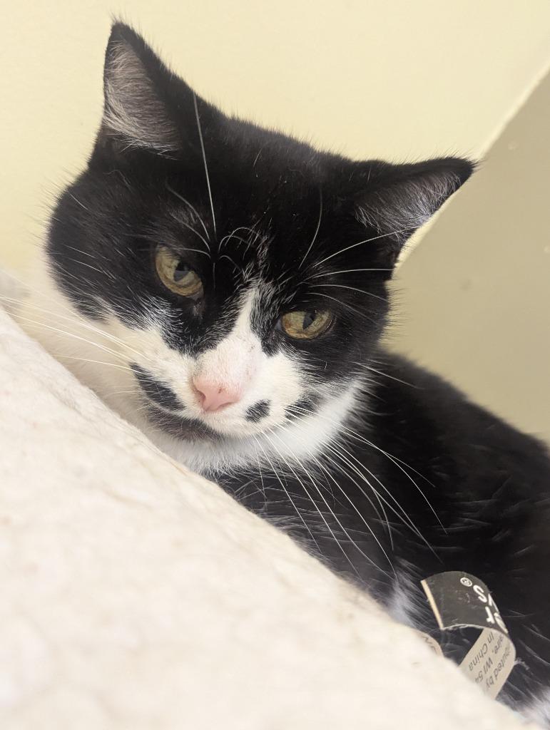 WINDA, Adoptable, Adult Female Domestic Short Hair.