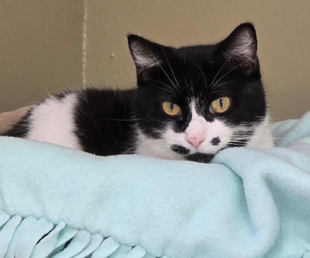 Enlarge WINDA, a Adoptable mixed breed in Muskegon, MI image 2/6