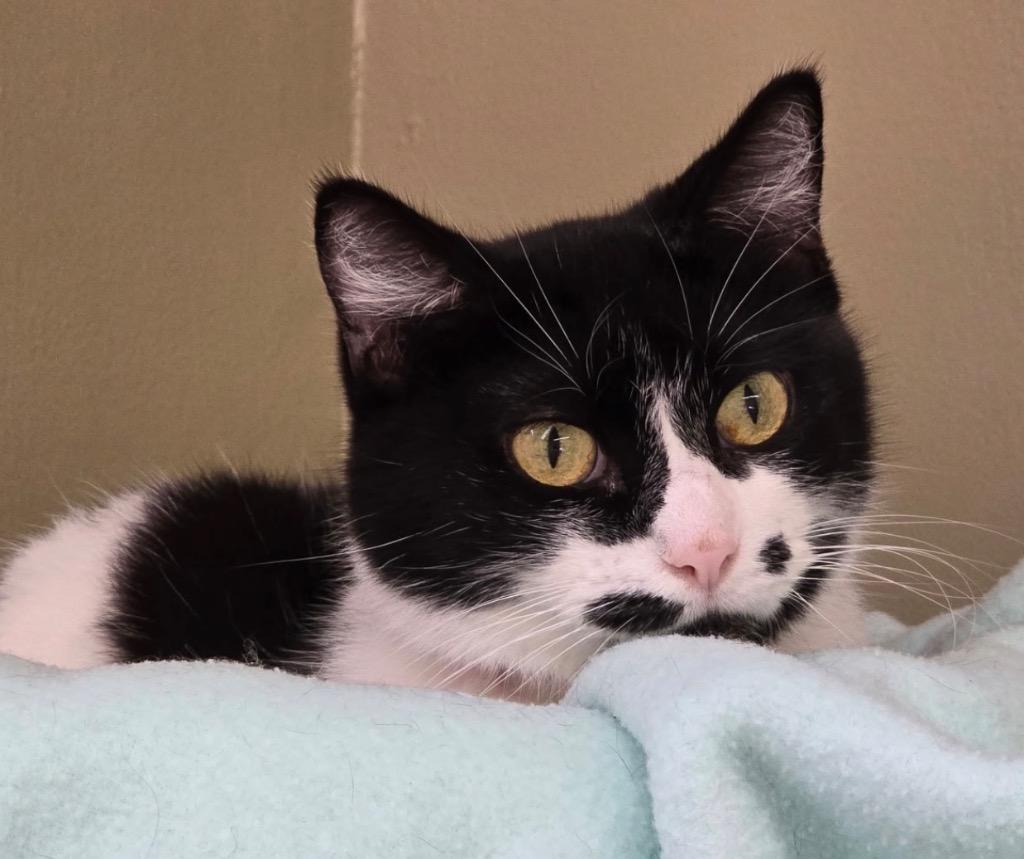 Enlarge WINDA, a Adoptable mixed breed in Muskegon, MI image 4/6